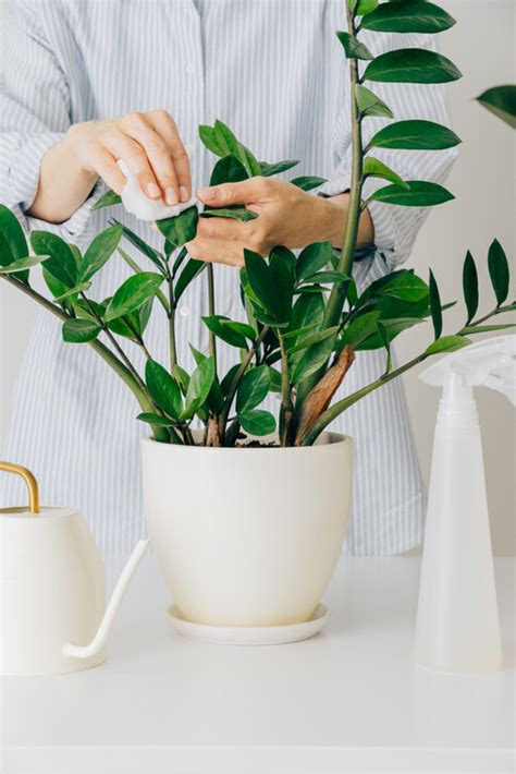 植物風水禁忌|風水植物｜不只富貴竹！7款招財/招桃花植物推介+不可不知風水 